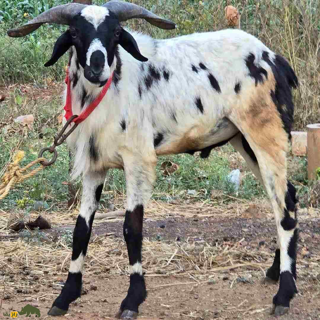 گوسفند ومبور؛ گوسفند هندی که شاخهای بزرگ و زیباترین رنگ دنیا را دارد گوسفند ومبور