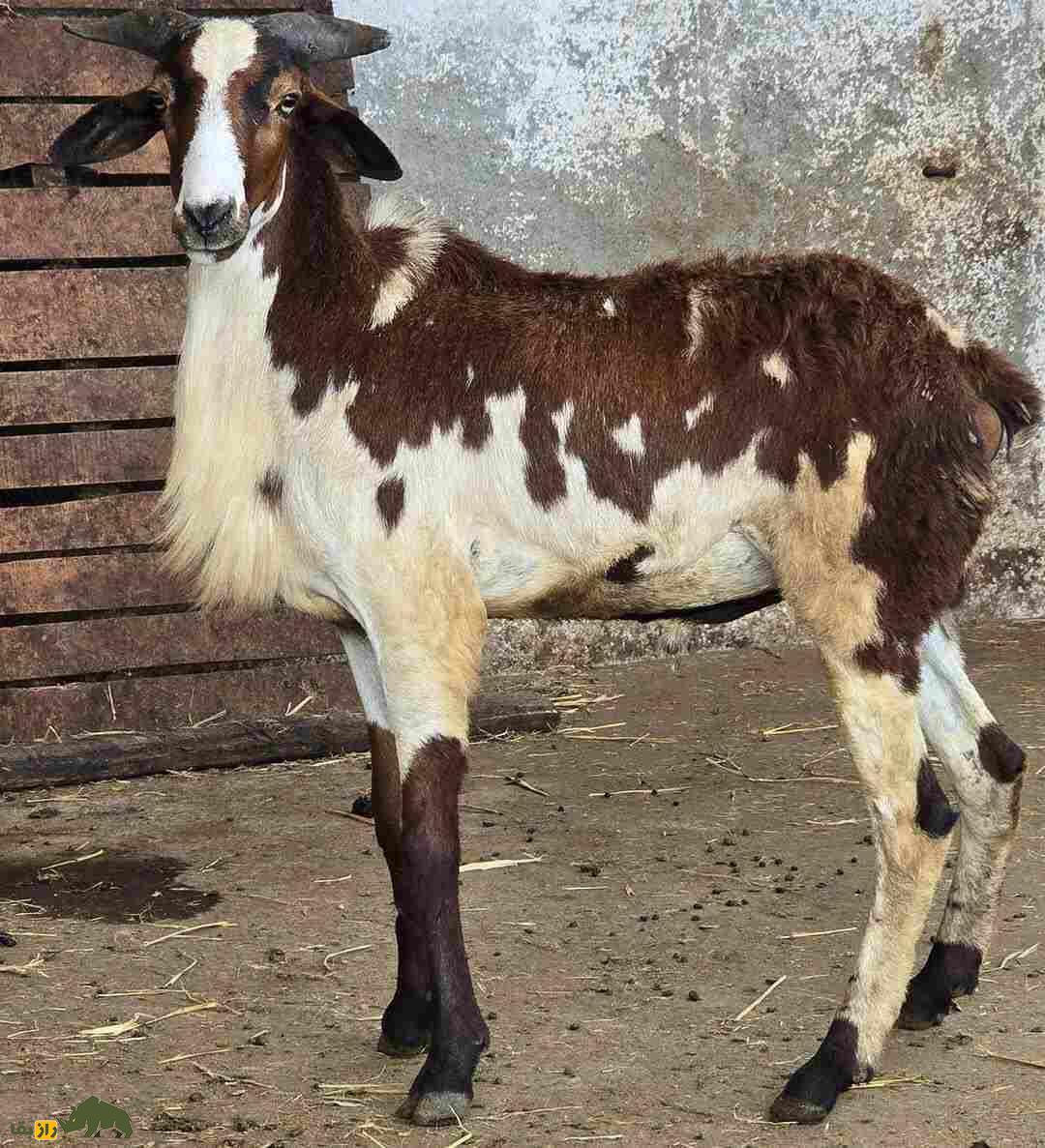 گوسفند ومبور؛ گوسفند هندی که شاخهای بزرگ و زیباترین رنگ دنیا را دارد گوسفند ومبور