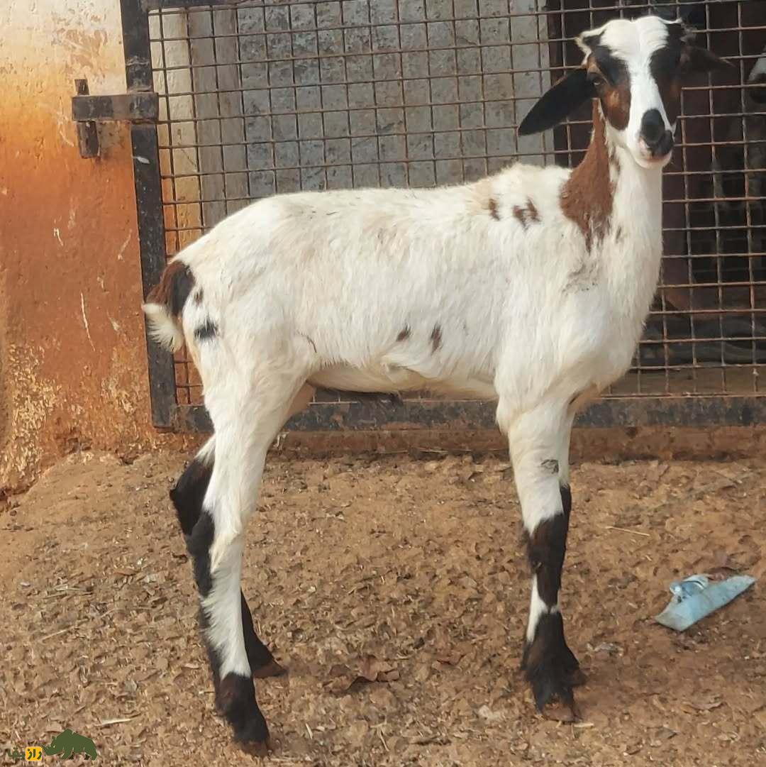 گوسفند ومبور؛ گوسفند هندی که شاخهای بزرگ و زیباترین رنگ دنیا را دارد گوسفند ومبور