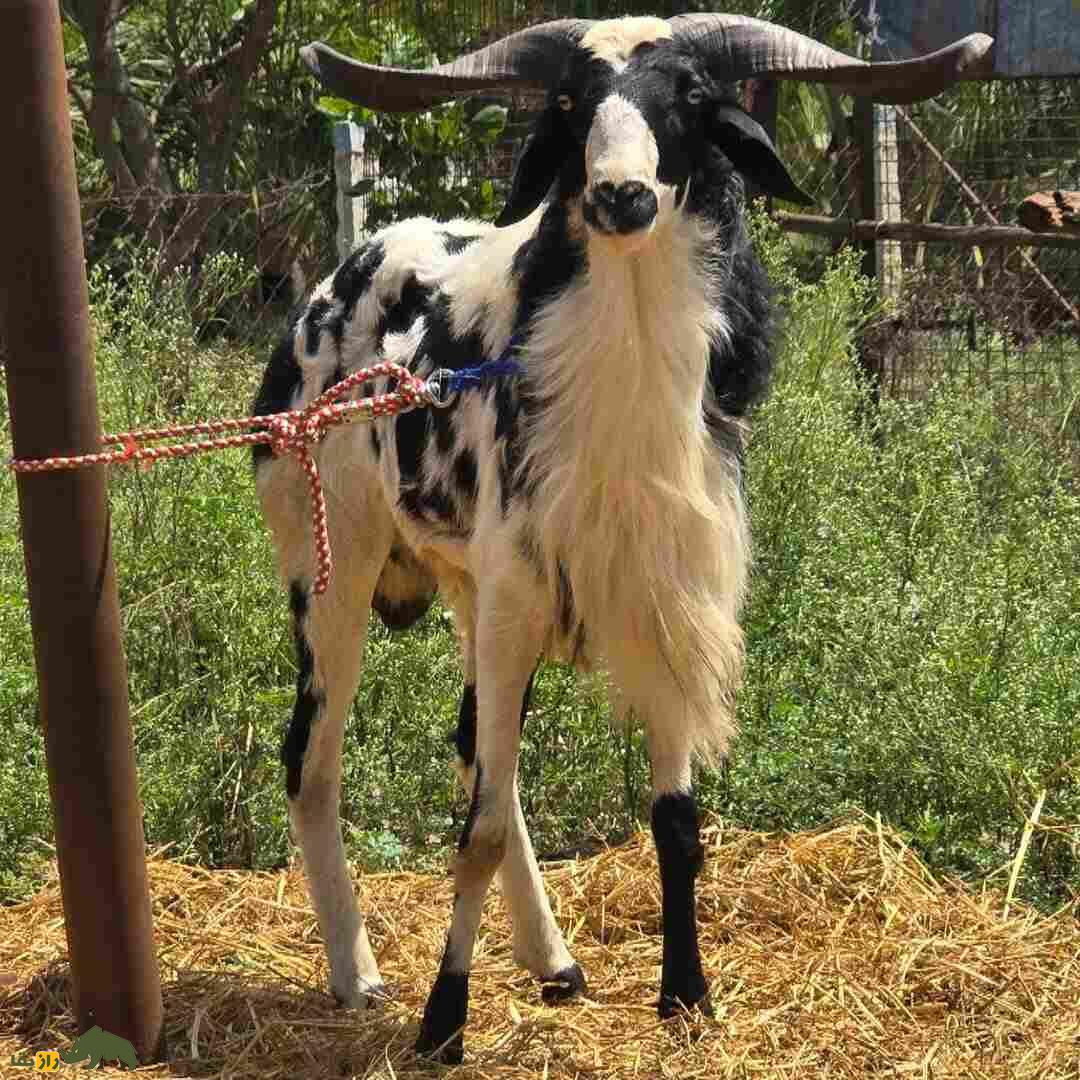 گوسفند ومبور؛ گوسفند هندی که شاخهای بزرگ و زیباترین رنگ دنیا را دارد گوسفند ومبور