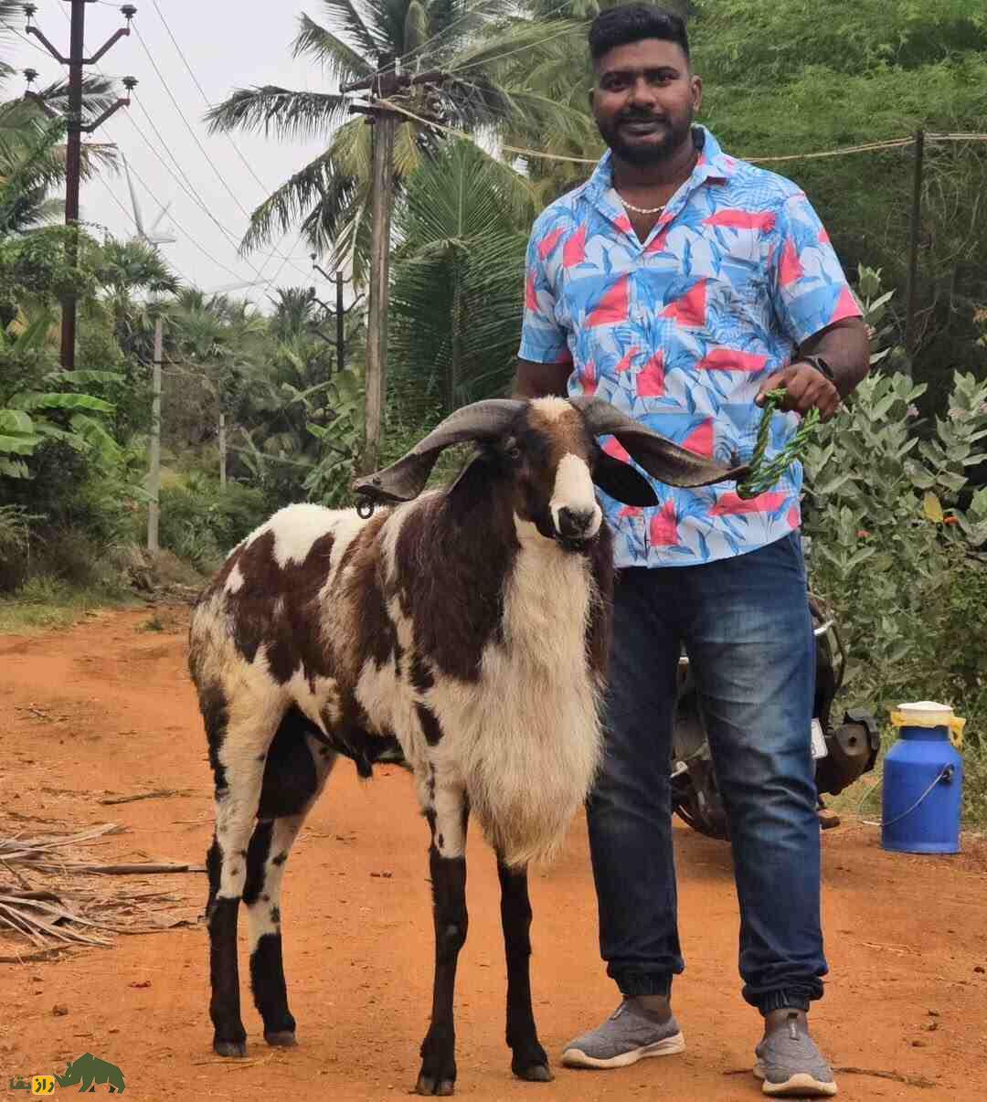 گوسفند ومبور؛ گوسفند هندی که شاخهای بزرگ و زیباترین رنگ دنیا را دارد گوسفند ومبور