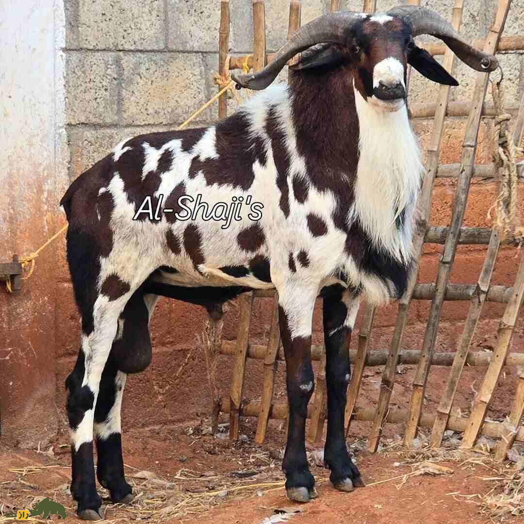 گوسفند ومبور؛ گوسفند هندی که شاخهای بزرگ و زیباترین رنگ دنیا را دارد گوسفند ومبور