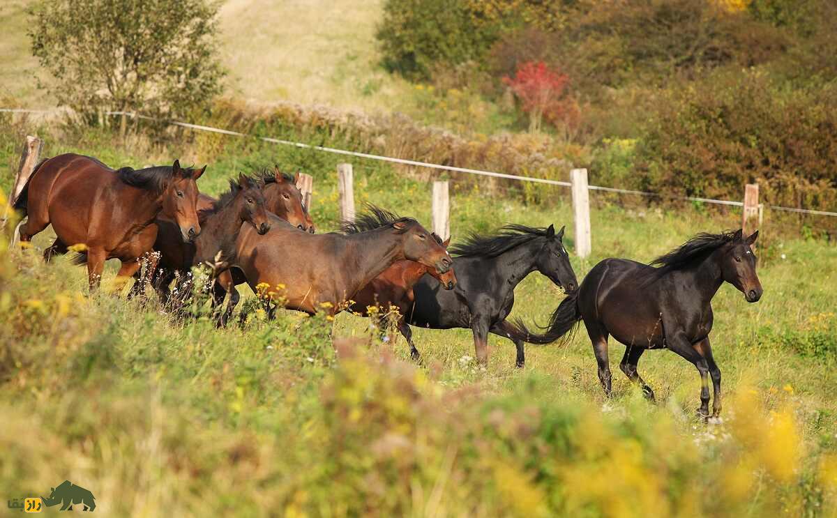 اسب کاباردی