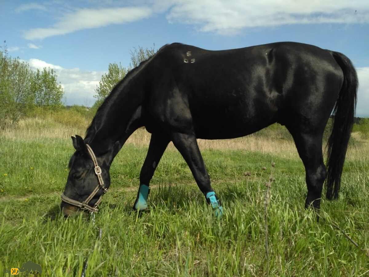 اسب کاباردی