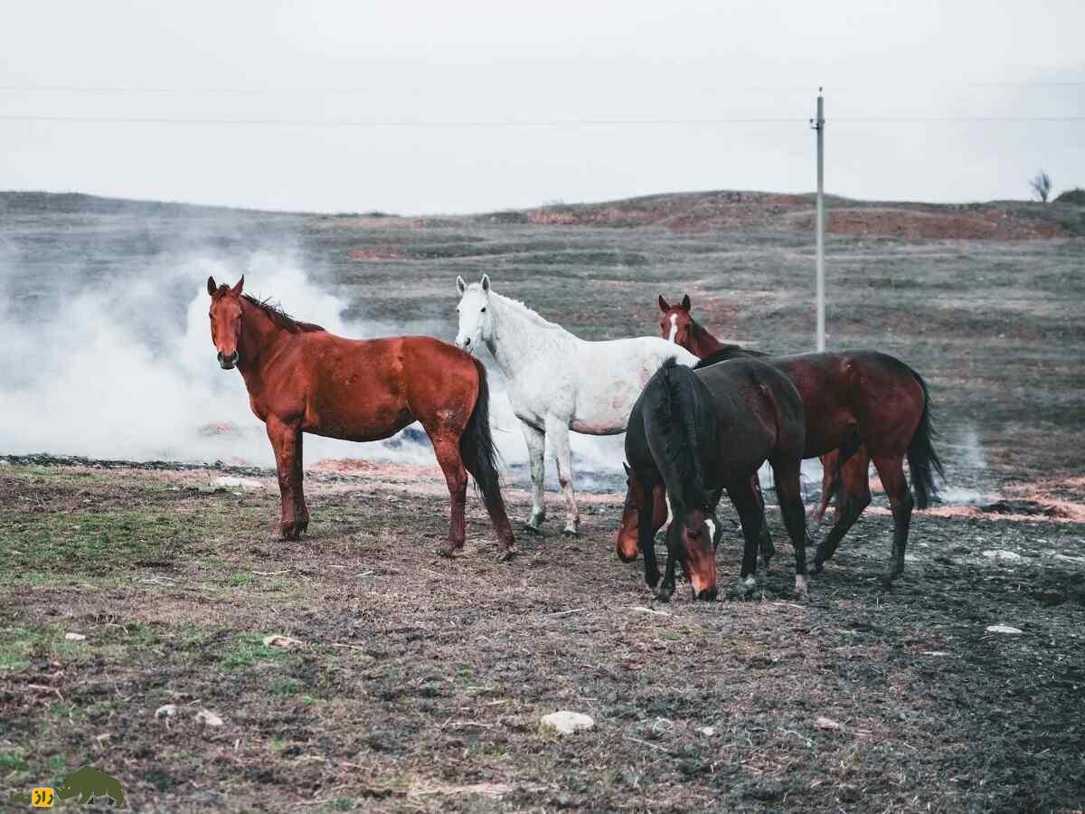 اسب کاباردی