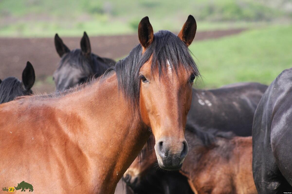 اسب کاباردی: اسب افسانه‌ای معروف تزار‌های روس و بهترین اسب کوهستان و نماد آزادی که الیگارش‌ها و ثروتمندان را مسحور خود کرد