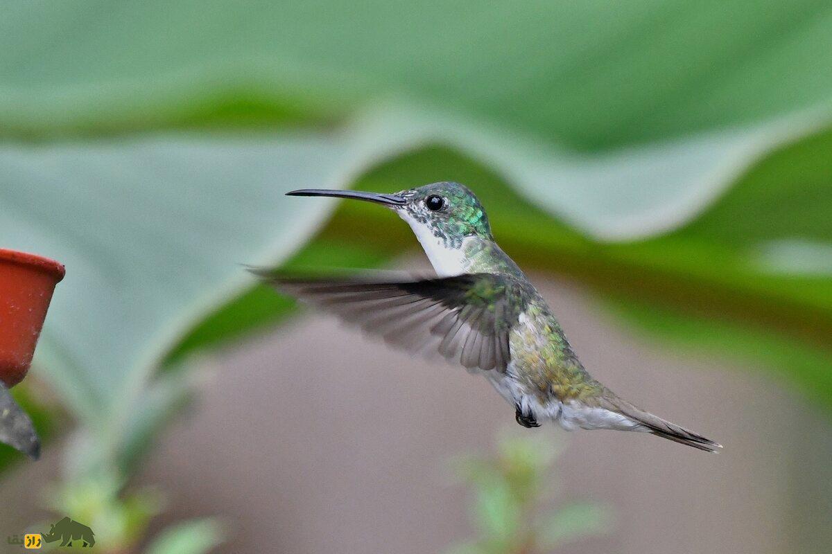 ۱۰ حیوان با تواناییهای شگفتانگیز که شبیه ابرقدرتهای دنیای واقعی هستند ۱۰ حیوان با تواناییهای شگفتانگیز که شبیه ابرقدرتهای دنیای واقعی هستند