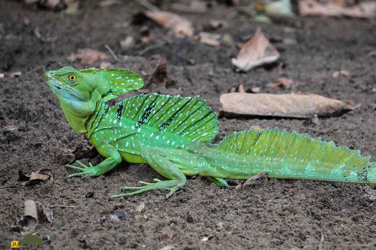 ۱۰ حیوان با تواناییهای شگفتانگیز که شبیه ابرقدرتهای دنیای واقعی هستند ۱۰ حیوان با تواناییهای شگفتانگیز که شبیه ابرقدرتهای دنیای واقعی هستند