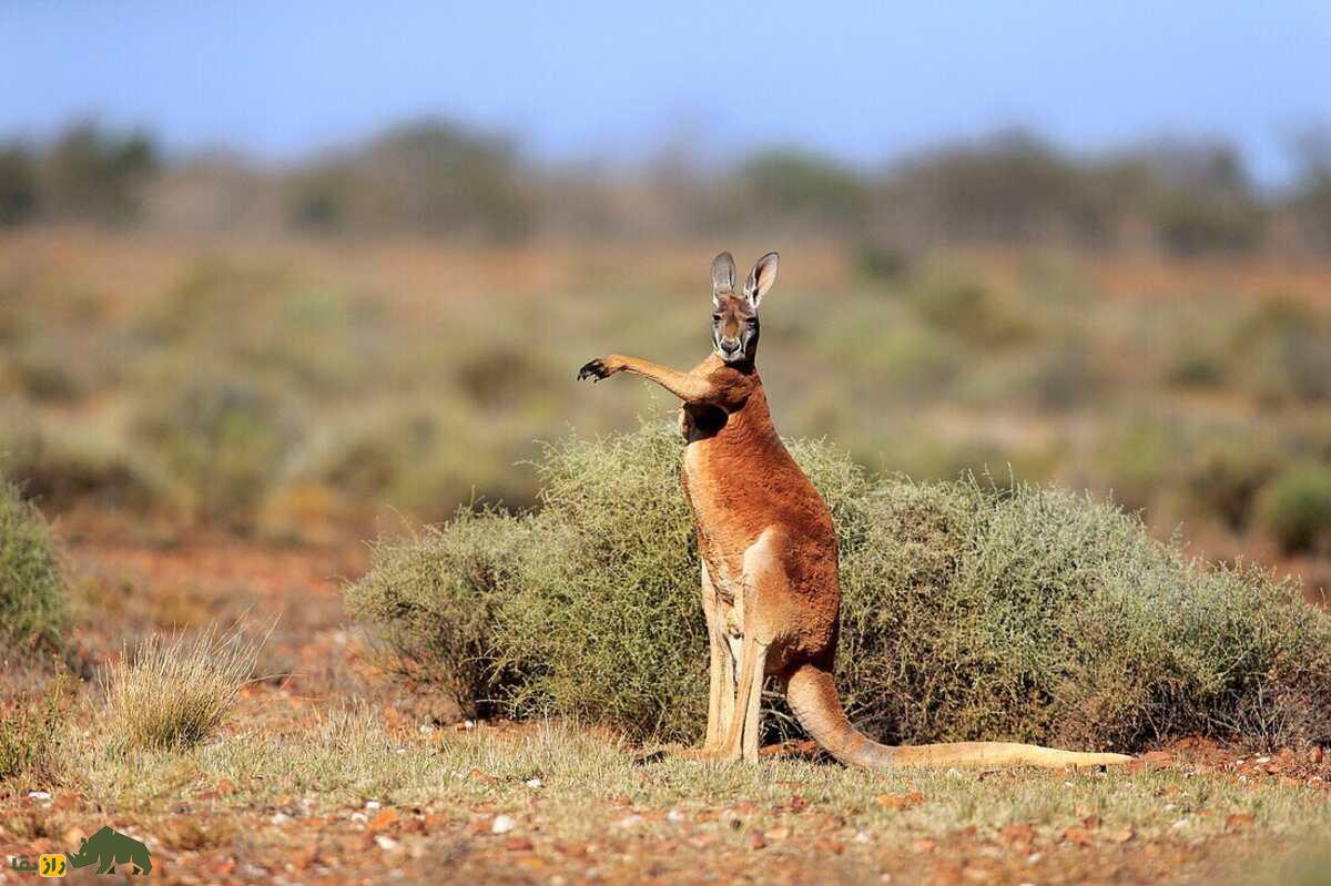 ۱۰ حیوان با تواناییهای شگفتانگیز که شبیه ابرقدرتهای دنیای واقعی هستند ۱۰ حیوان با تواناییهای شگفتانگیز که شبیه ابرقدرتهای دنیای واقعی هستند
