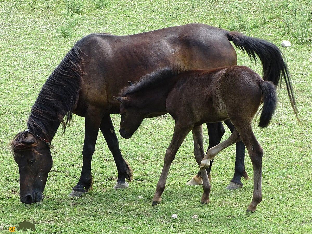 اسب آلبانیایی