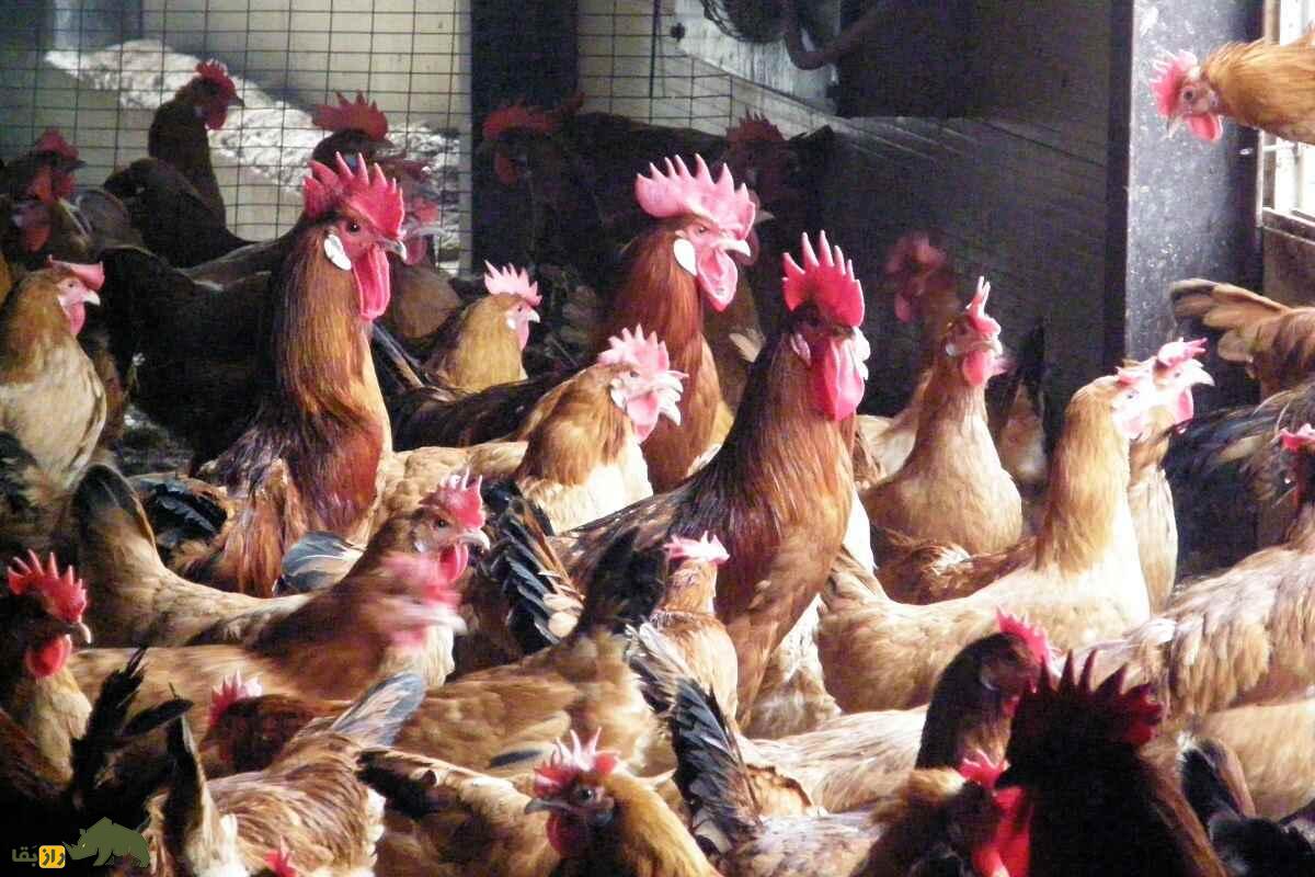 مرغ و خروس کاتالونیا؛ پرنده معروف اهل بارسلونا که هم گوشت فوقالعادهای دارد و هم یک تخمگذار عالیست مرغ و خروس کاتالونیا