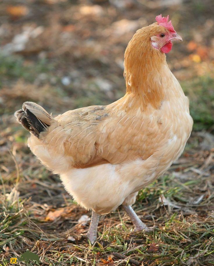 مرغ و خروس کاتالونیا؛ پرنده معروف اهل بارسلونا که هم گوشت فوقالعادهای دارد و هم یک تخمگذار عالیست مرغ کاتالونیا