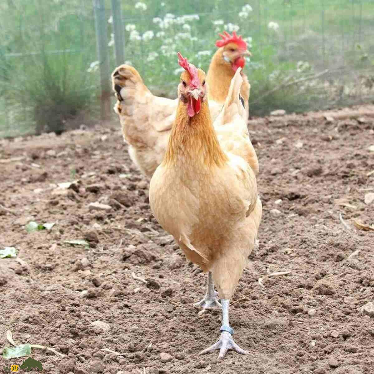 مرغ و خروس کاتالونیا؛ پرنده معروف اهل بارسلونا که هم گوشت فوقالعادهای دارد و هم یک تخمگذار عالیست خروس کاتالونیا