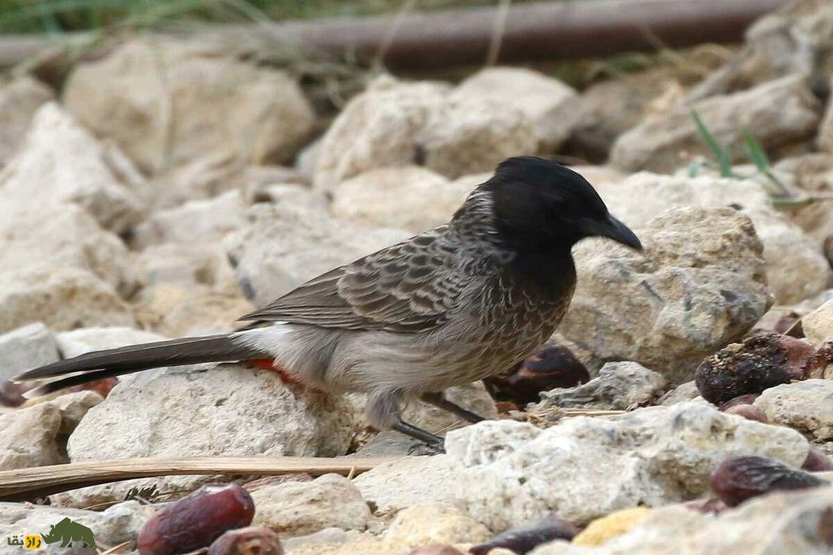 بلبل زیر دم سرخ؛ پرنده‌ای زیبا با صدایی دلنشین که اکوسیستم را متحول می‌کند!