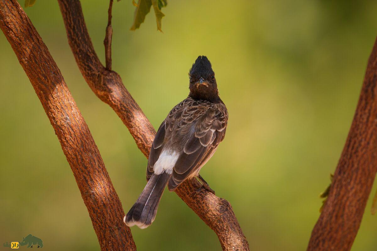بلبل زیر دم سرخ؛ پرنده‌ای زیبا با صدایی دلنشین که اکوسیستم را متحول می‌کند!