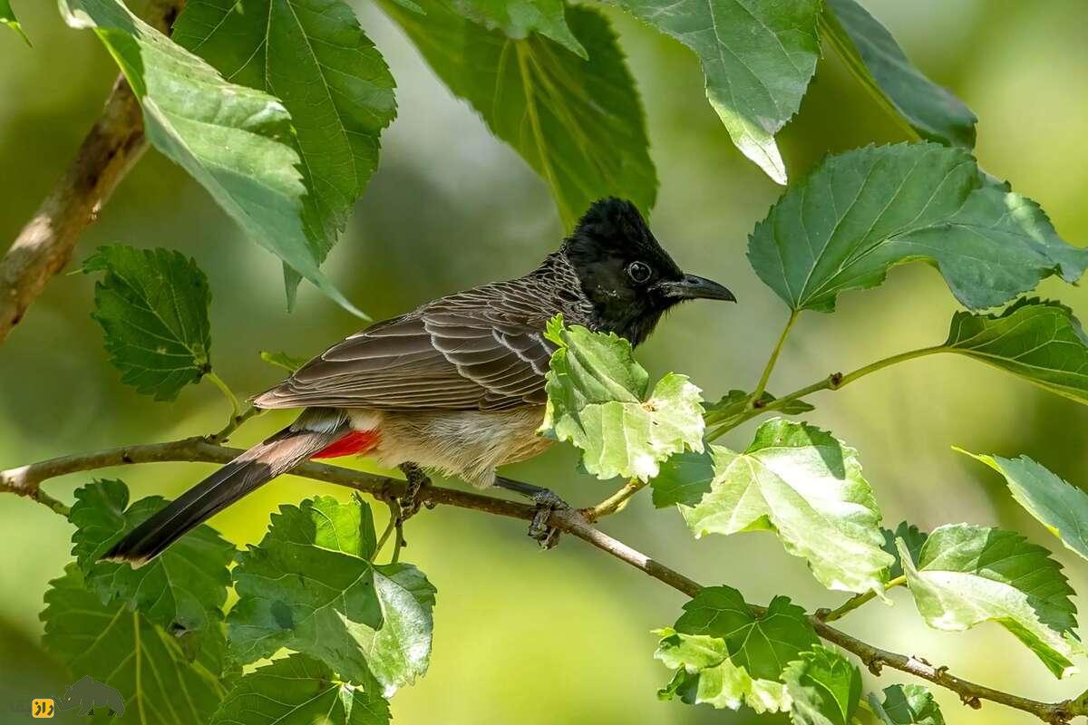 بلبل زیر دم سرخ؛ پرنده‌ای زیبا با صدایی دلنشین که اکوسیستم را متحول می‌کند!