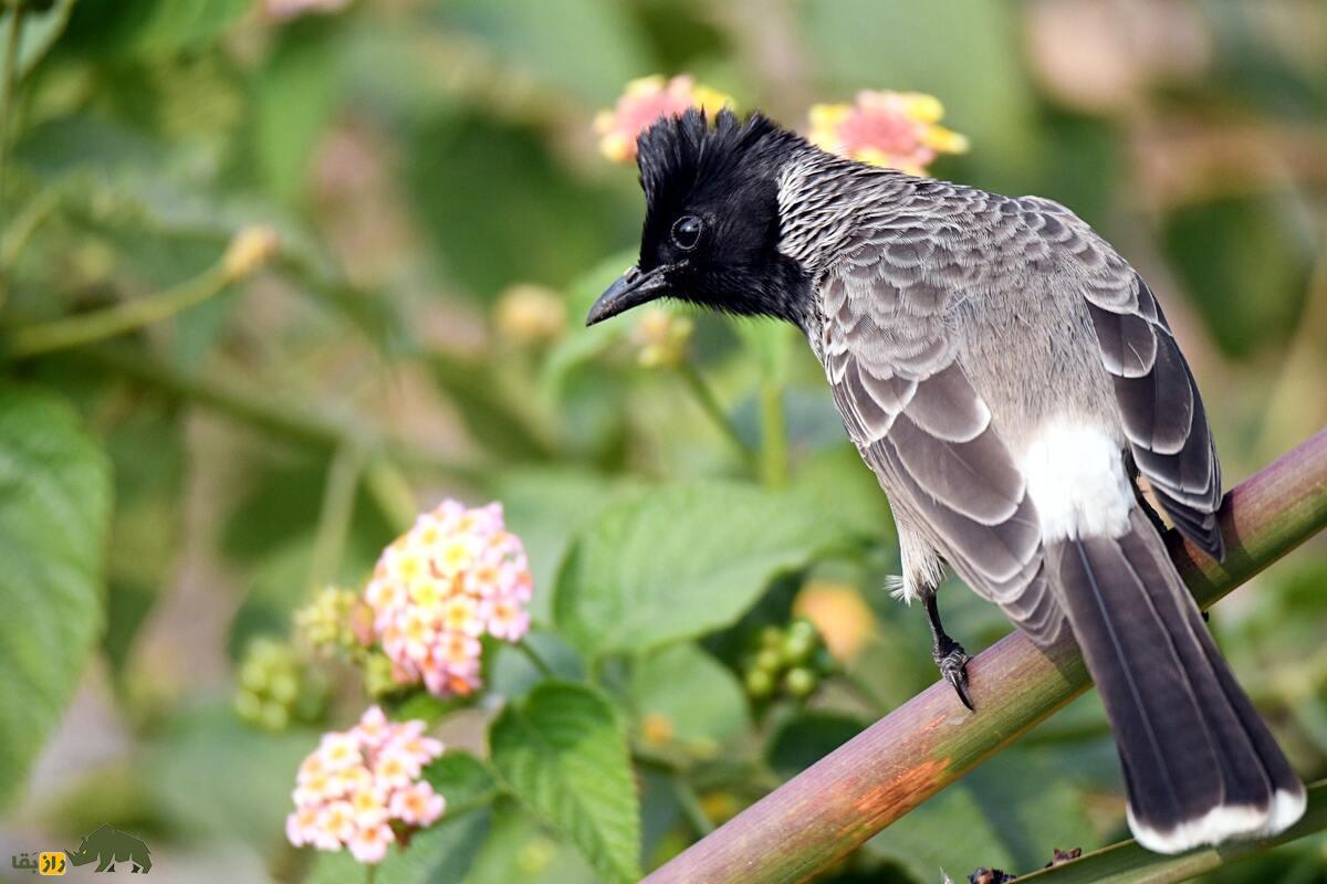 بلبل زیر دم سرخ؛ پرنده‌ای زیبا با صدایی دلنشین که اکوسیستم را متحول می‌کند!