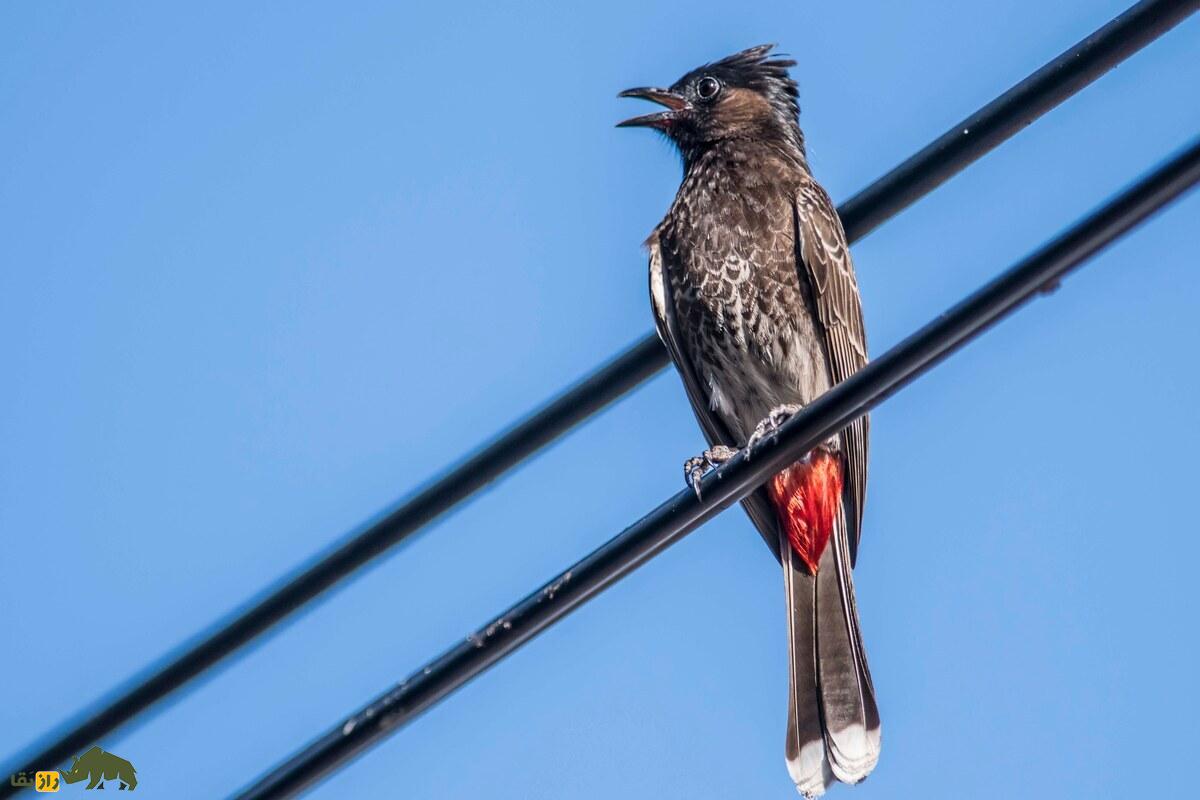 بلبل زیر دم سرخ؛ پرنده‌ای زیبا با صدایی دلنشین که اکوسیستم را متحول می‌کند!