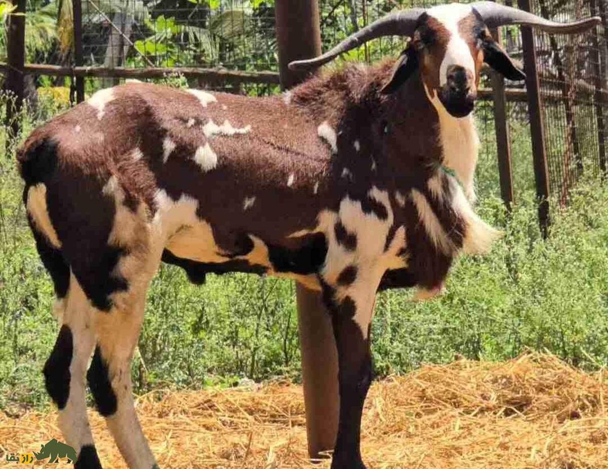 گوسفند ومبور؛ غول وحشی هندی با شاخهایی بلند که زیباترین رنگ دنیا را دارد گوسفند ومبور
