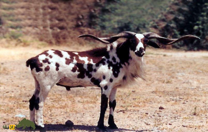 گوسفند ومبور؛ غول وحشی هندی با شاخهایی بلند که زیباترین رنگ دنیا را دارد گوسفند ومبور