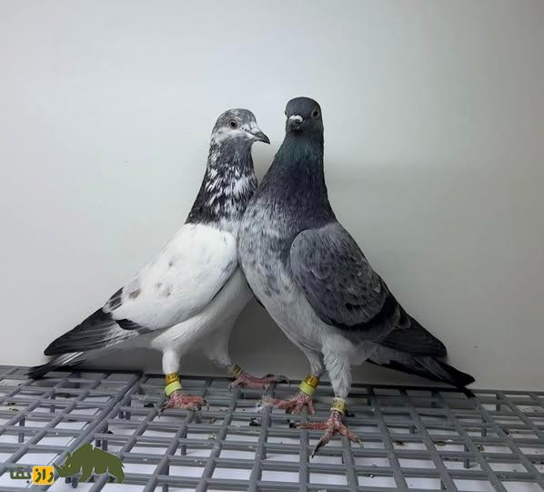 علی امینی؛ کفترباز معروف ایرانی – آمریکایی که ۶ بار رکورد آمریکا را جابجا کرد و ۱۰۰ دیپلم افتخار دارد