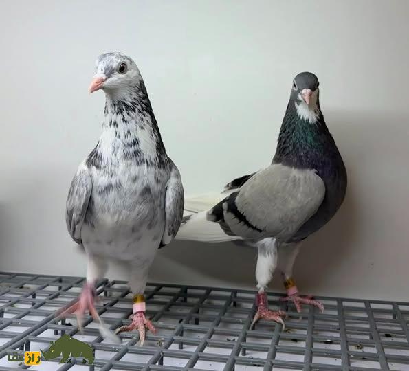 علی امینی؛ کفترباز معروف ایرانی – آمریکایی که ۶ بار رکورد آمریکا را جابجا کرد و ۱۰۰ دیپلم افتخار دارد