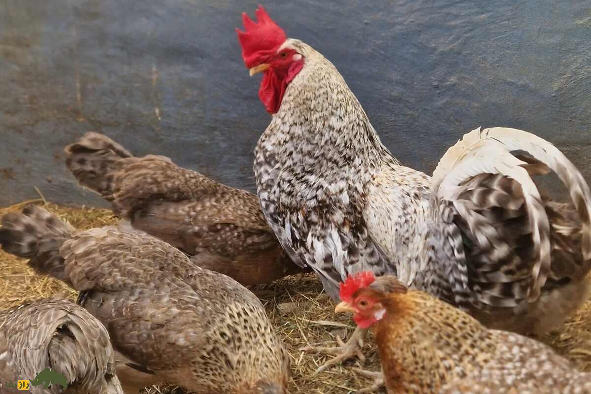 مرغ‌های کریم لگبار