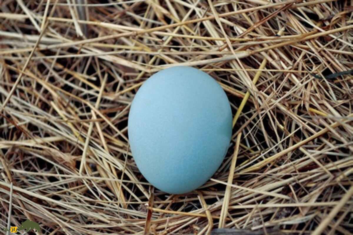 مرغ‌های کریم لگبار