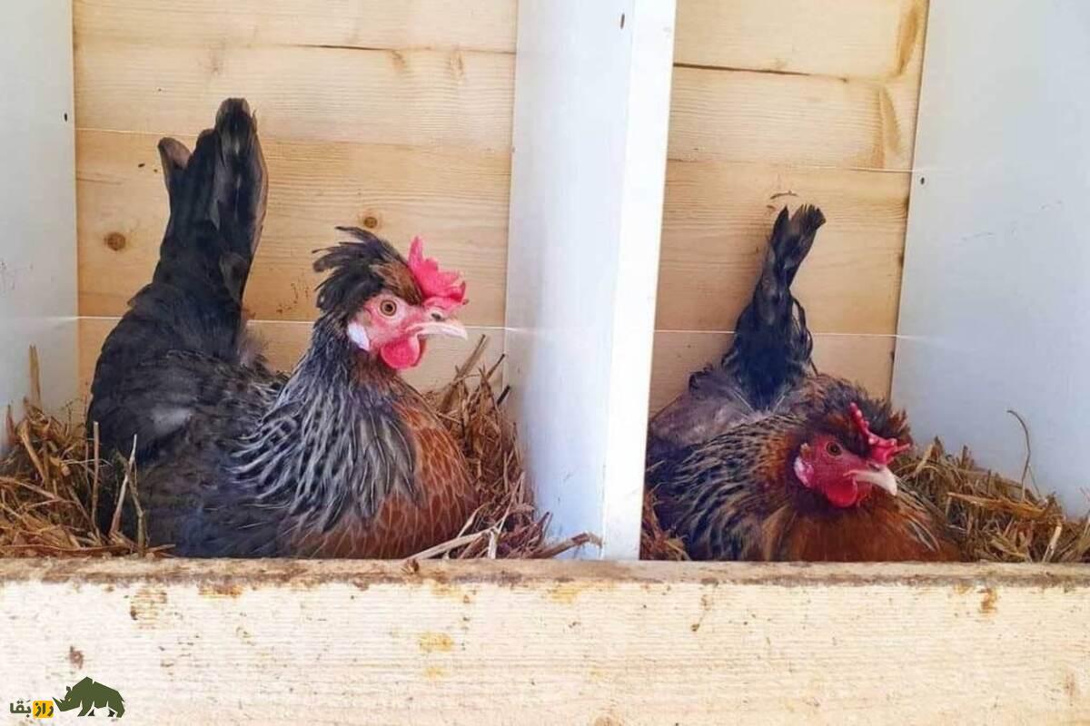 مرغ‌های کریم لگبار