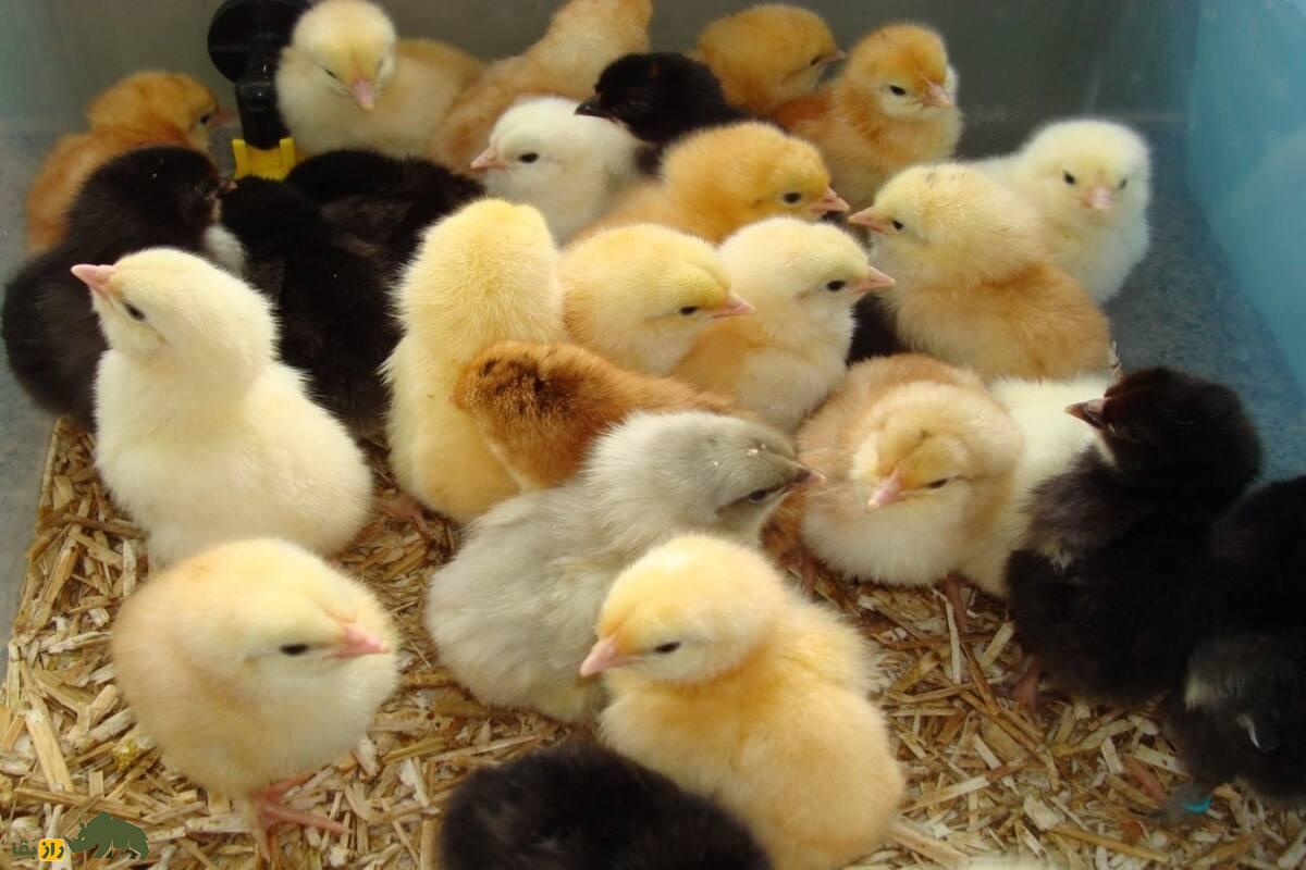 مرغ‌های کریم لگبار