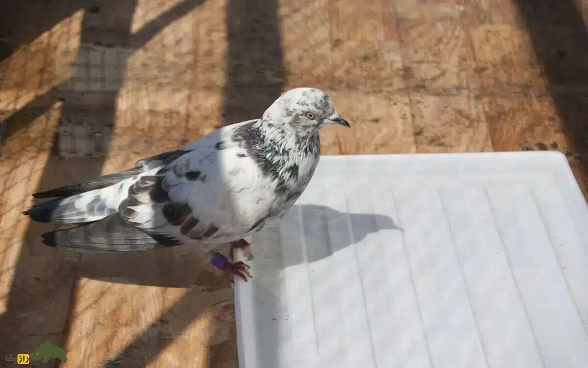 کبوتر ایرانی