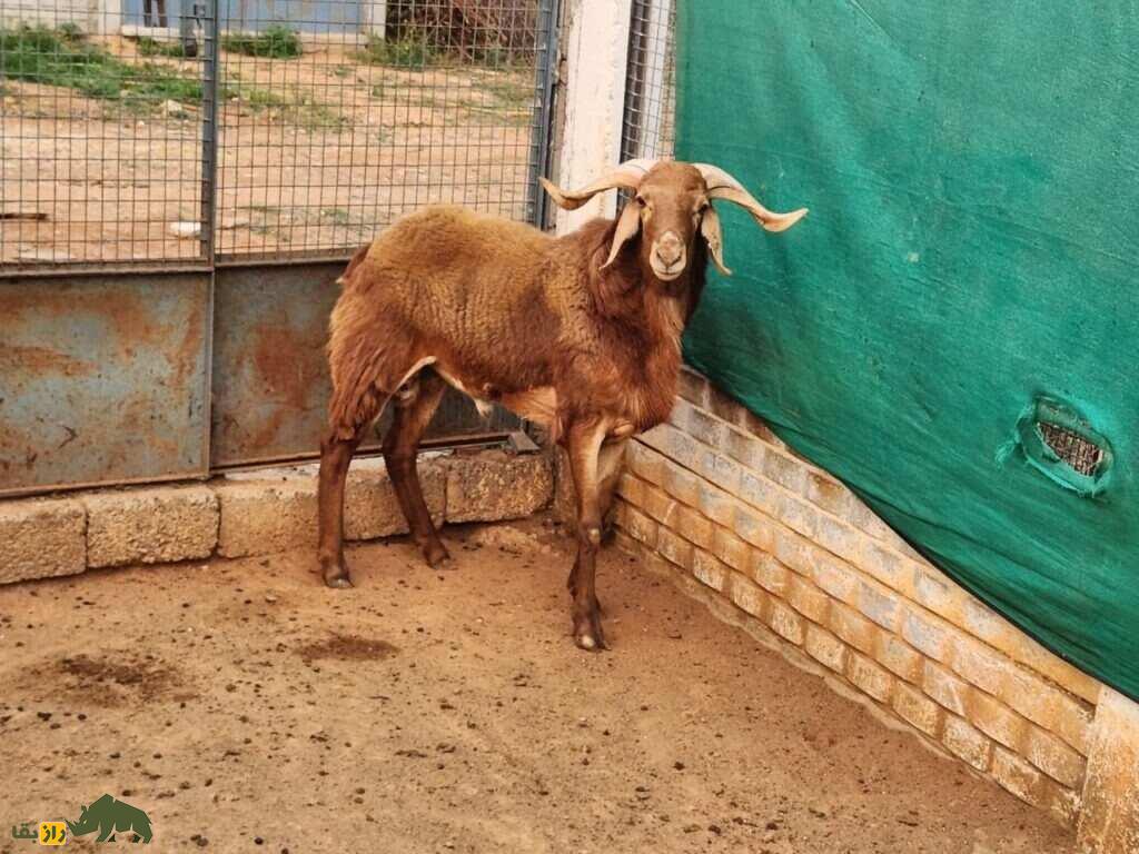 گوسفند نلور؛ گوسفند هندی شبیه بز که بلندقدترین گوسفند دنیاست گوسفند نلور