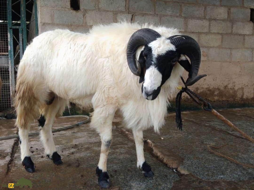 گوسفند نلور؛ گوسفند هندی شبیه بز که بلندقدترین گوسفند دنیاست گوسفند نلور