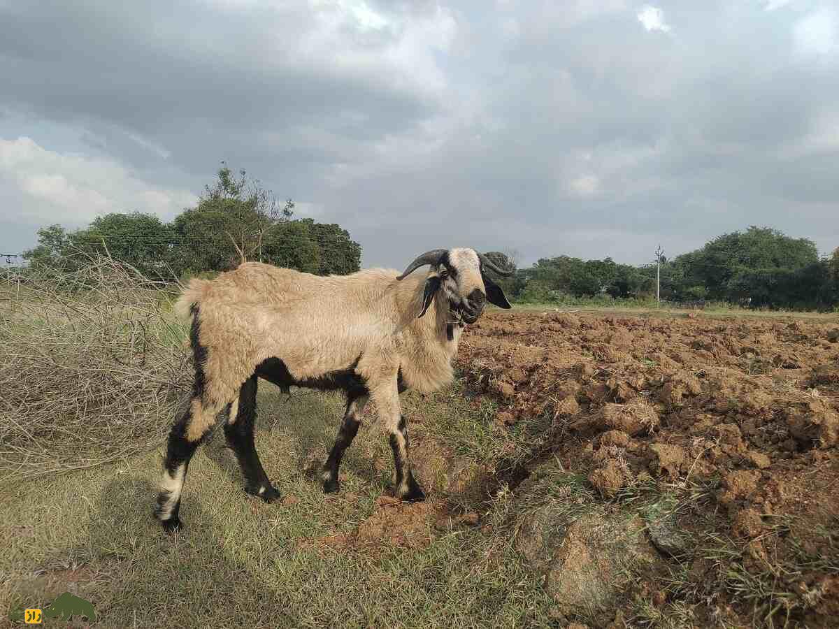 گوسفند نلور؛ گوسفند هندی شبیه بز که بلندقدترین گوسفند دنیاست گوسفند نلور