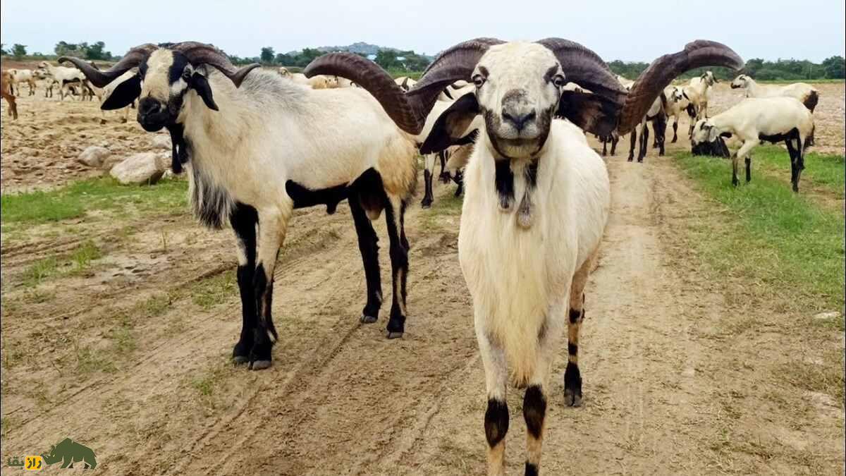 گوسفند نلور؛ گوسفند هندی شبیه بز که بلندقدترین گوسفند دنیاست گوسفند نلور