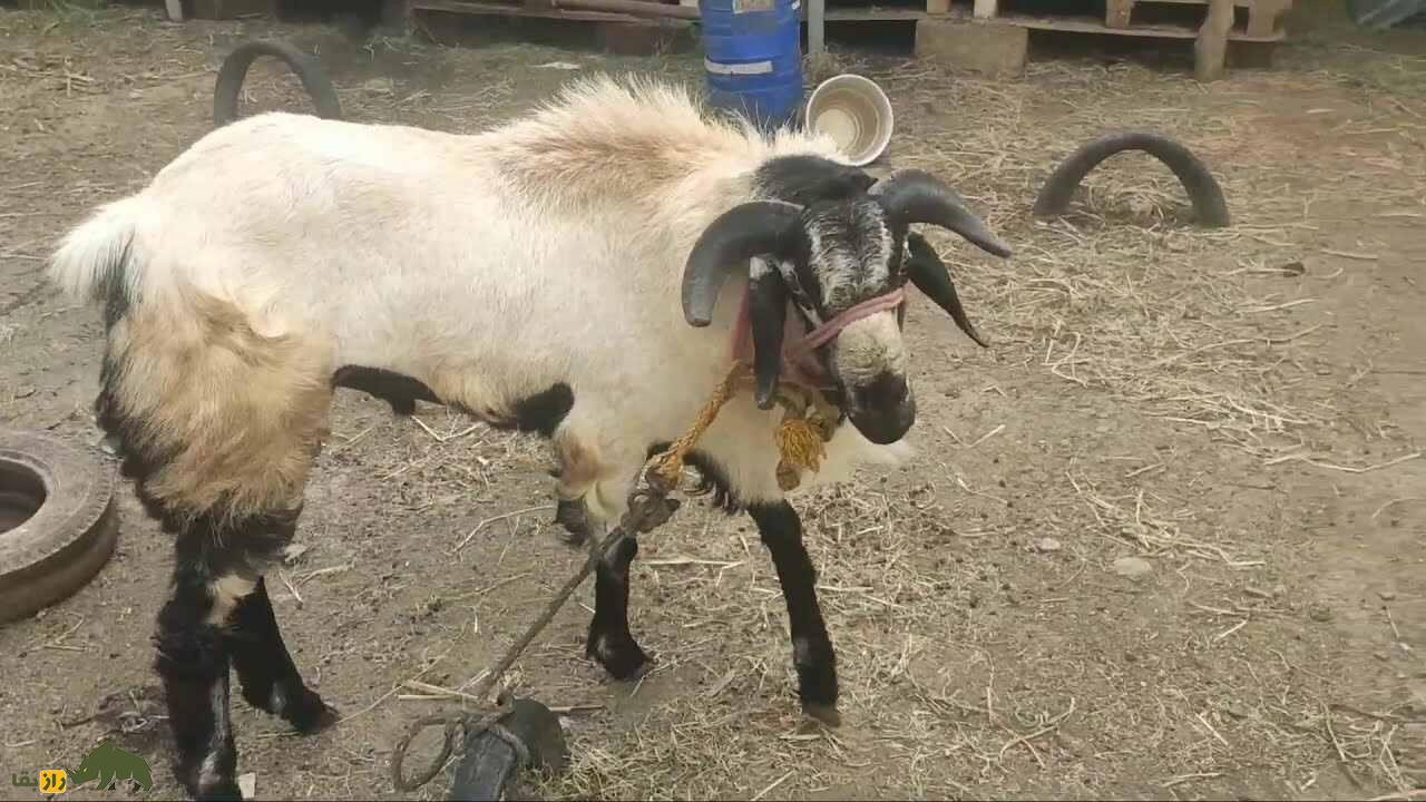 گوسفند نلور؛ گوسفند هندی شبیه بز که بلندقدترین گوسفند دنیاست گوسفند نلور