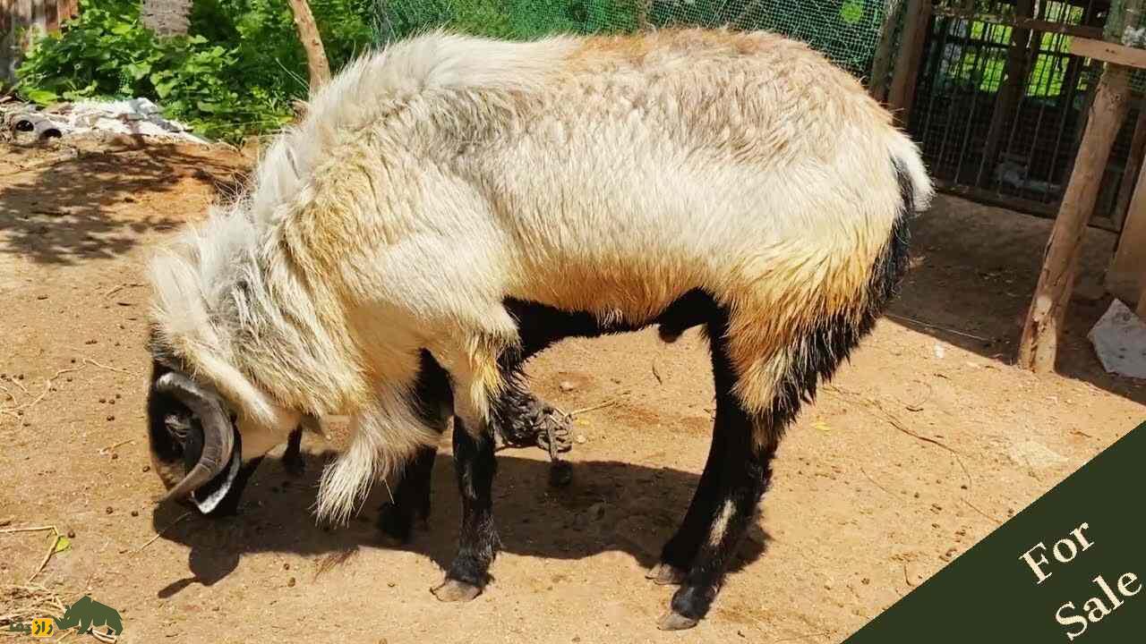 گوسفند نلور؛ گوسفند هندی شبیه بز که بلندقدترین گوسفند دنیاست گوسفند نلور