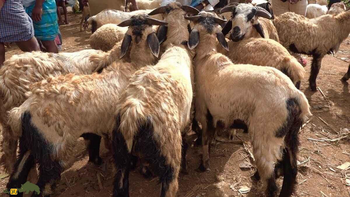 گوسفند نلور؛ گوسفند هندی شبیه بز که بلندقدترین گوسفند دنیاست گوسفند نلور