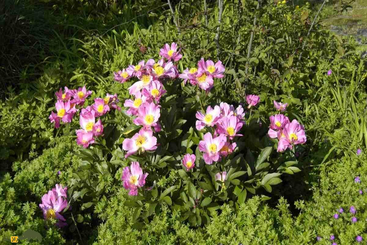 گل صدتومانی سفید؛ نماد پاکی، زیبایی و درمان