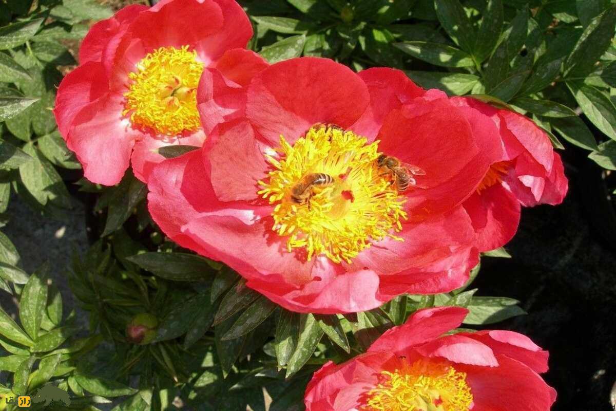 گل صدتومانی سفید؛ نماد پاکی، زیبایی و درمان