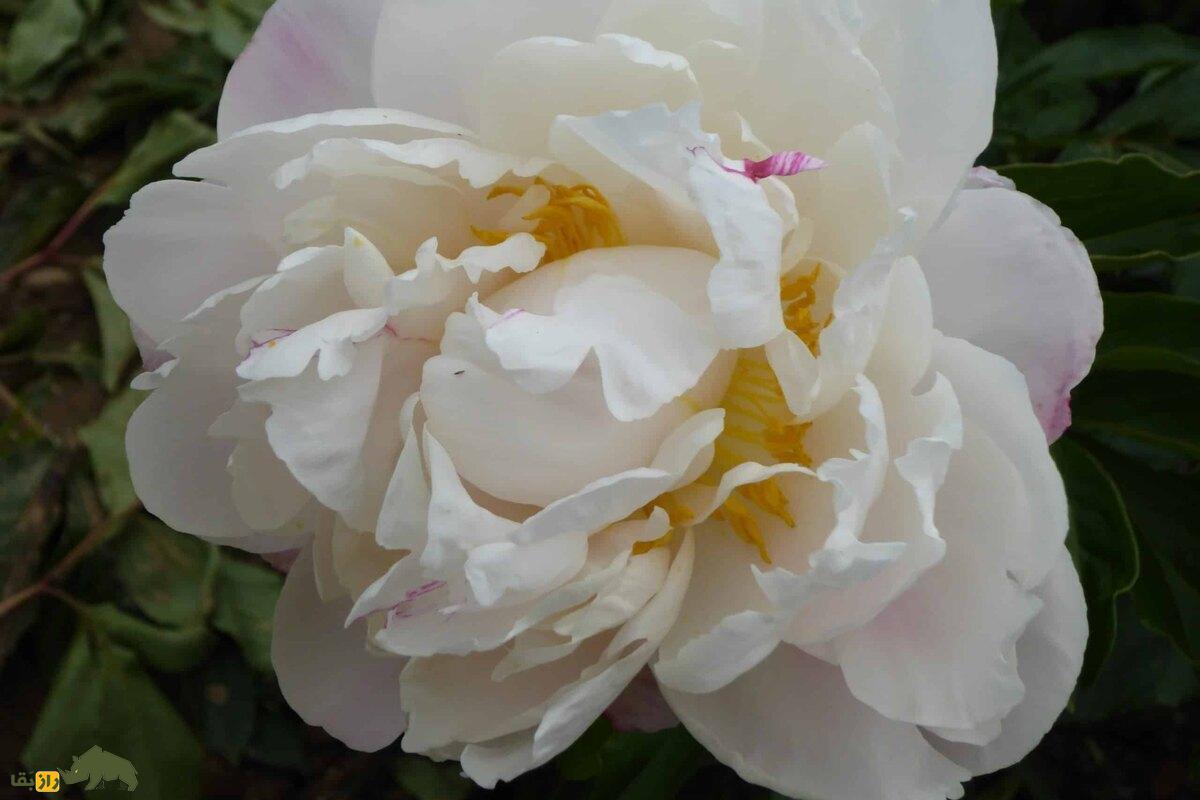 گل صدتومانی سفید؛ نماد پاکی، زیبایی و درمان