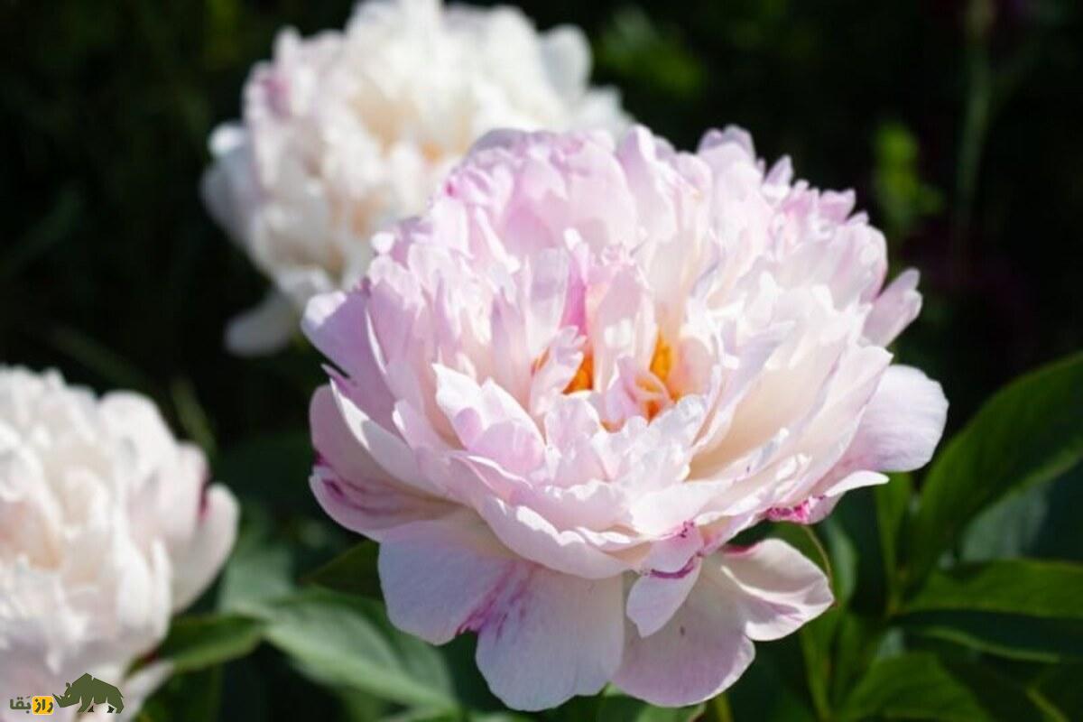 گل صدتومانی سفید؛ نماد پاکی، زیبایی و درمان