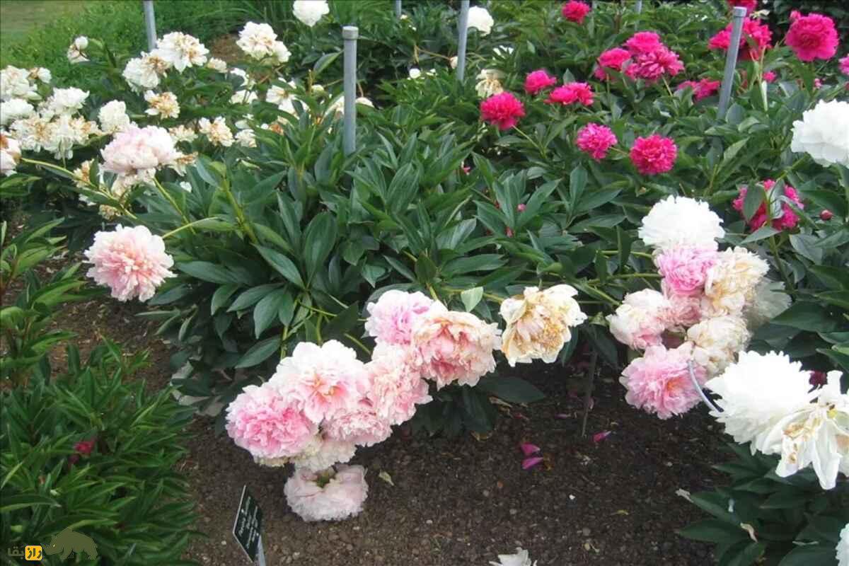 گل صدتومانی سفید؛ نماد پاکی، زیبایی و درمان