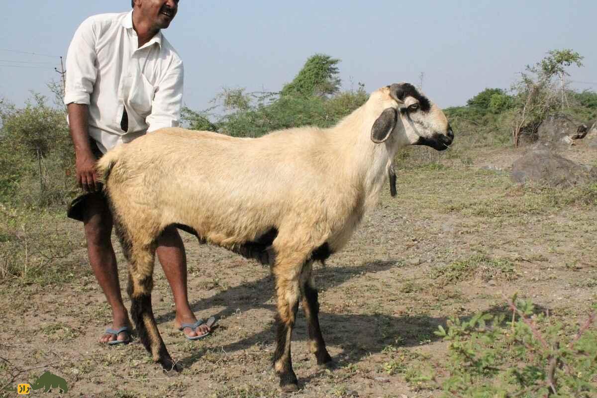 گوسفند نلور؛ گوسفند هندی شبیه بز که بلندقدترین و عصبانیترین گوسفند دنیاست! گوسفند نلور
