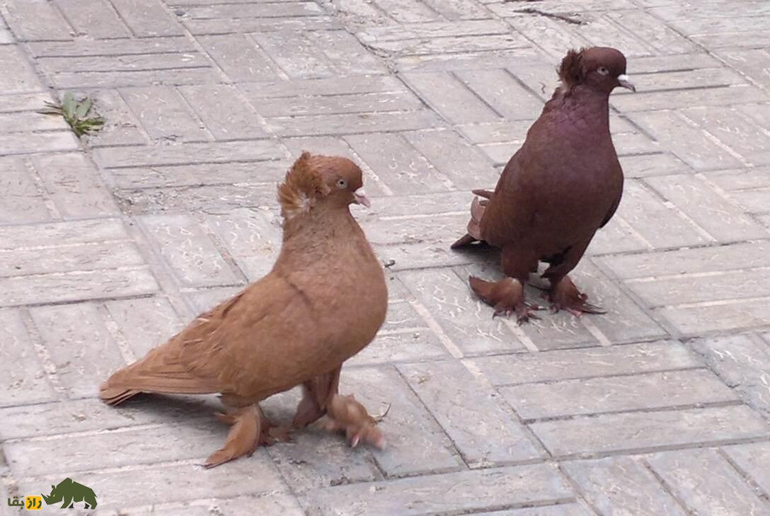 کبوتر فیلی قرمزی؛ کبوتر معروف ایرانی که رنگ منحصر به فردی دارد و با کبوتر‌های تهرانی رقابت می‌کند