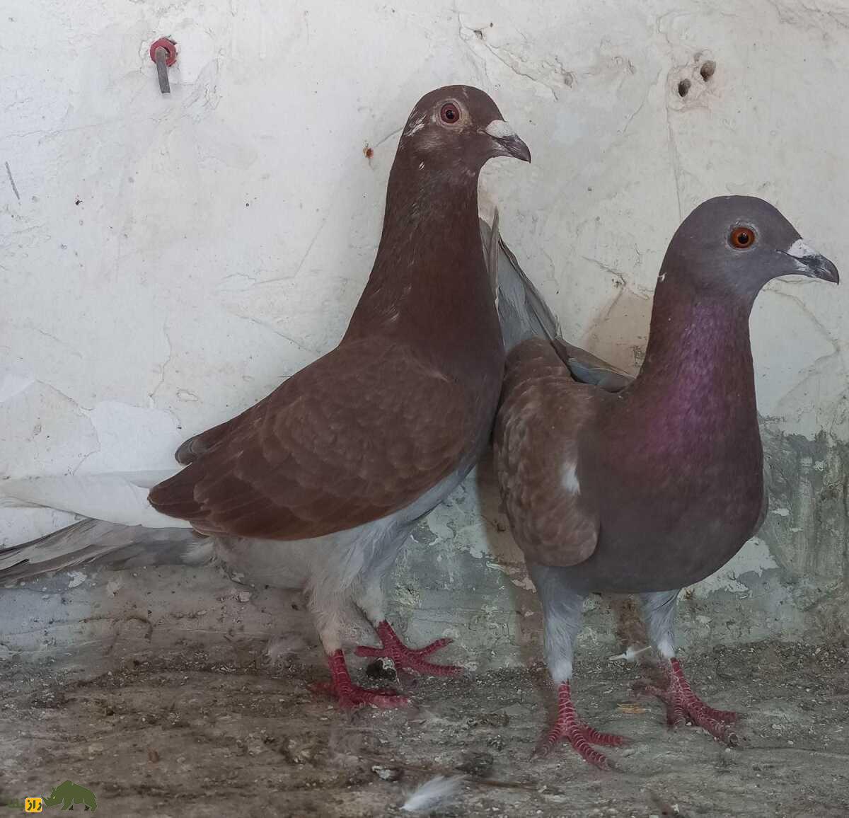 کبوتر فیلی قرمزی