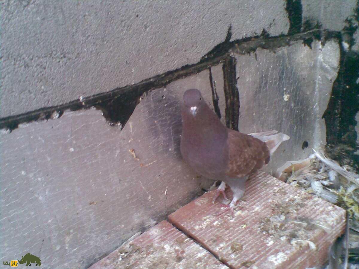 کبوتر فیلی قرمزی؛ کبوتر معروف ایرانی که رنگ منحصر به فردی دارد و با کبوتر‌های تهرانی رقابت می‌کند