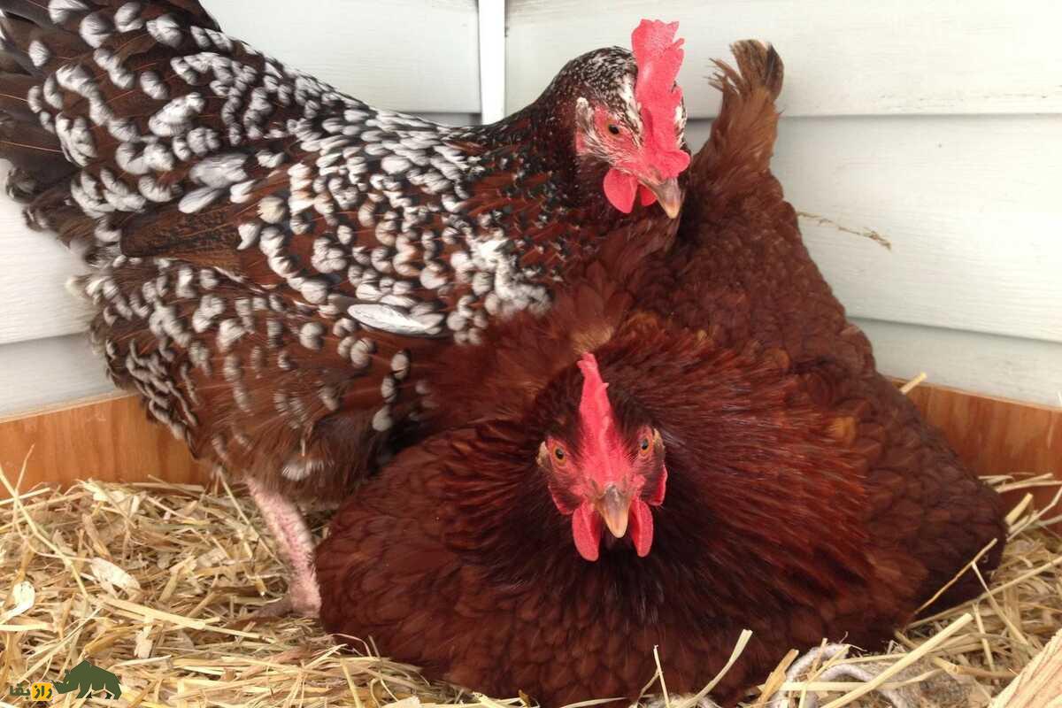 مرغ‌های ساسکس