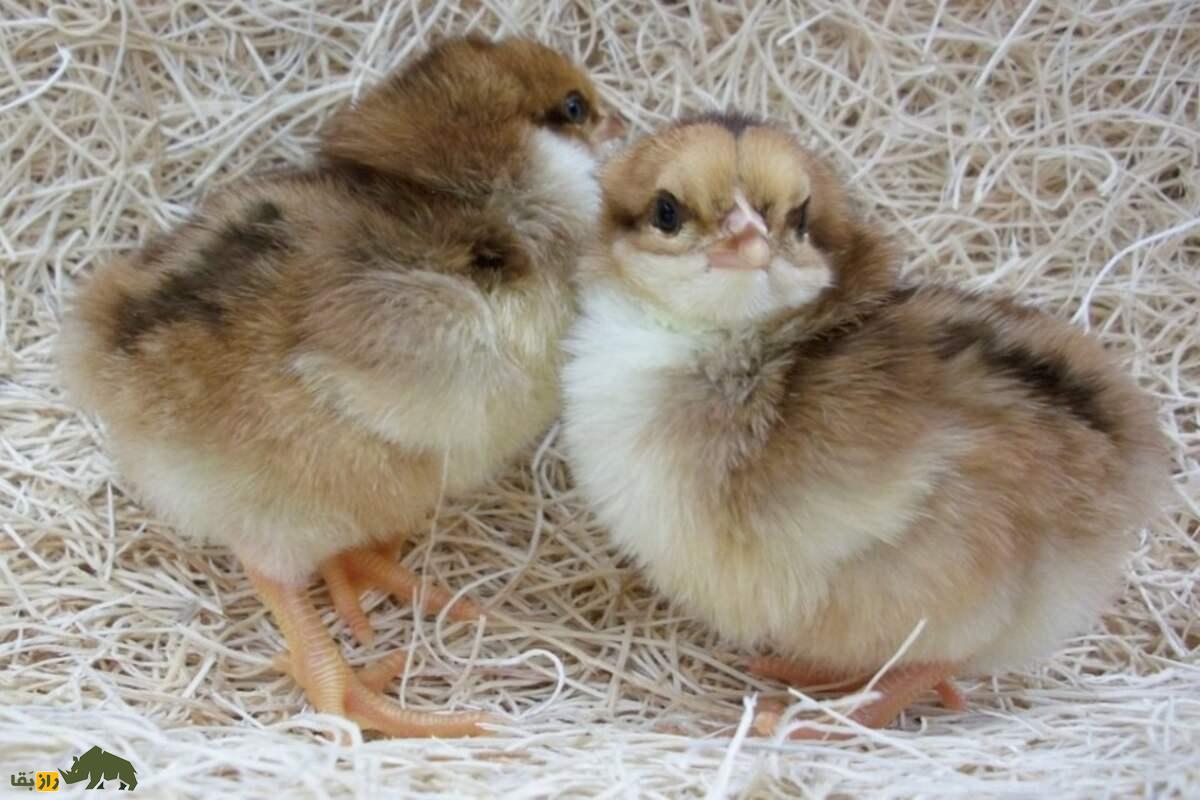 مرغ‌های ساسکس