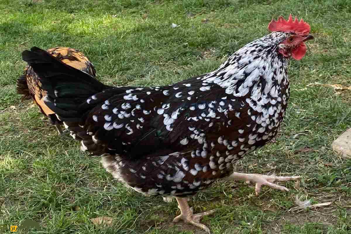 مرغ‌های ساسکس